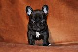 BOULEDOGUE FRANCAIS 784